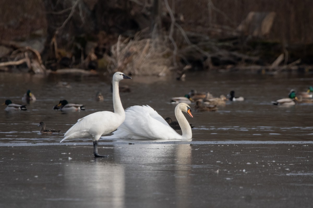 Cygne siffleur - ML634953426