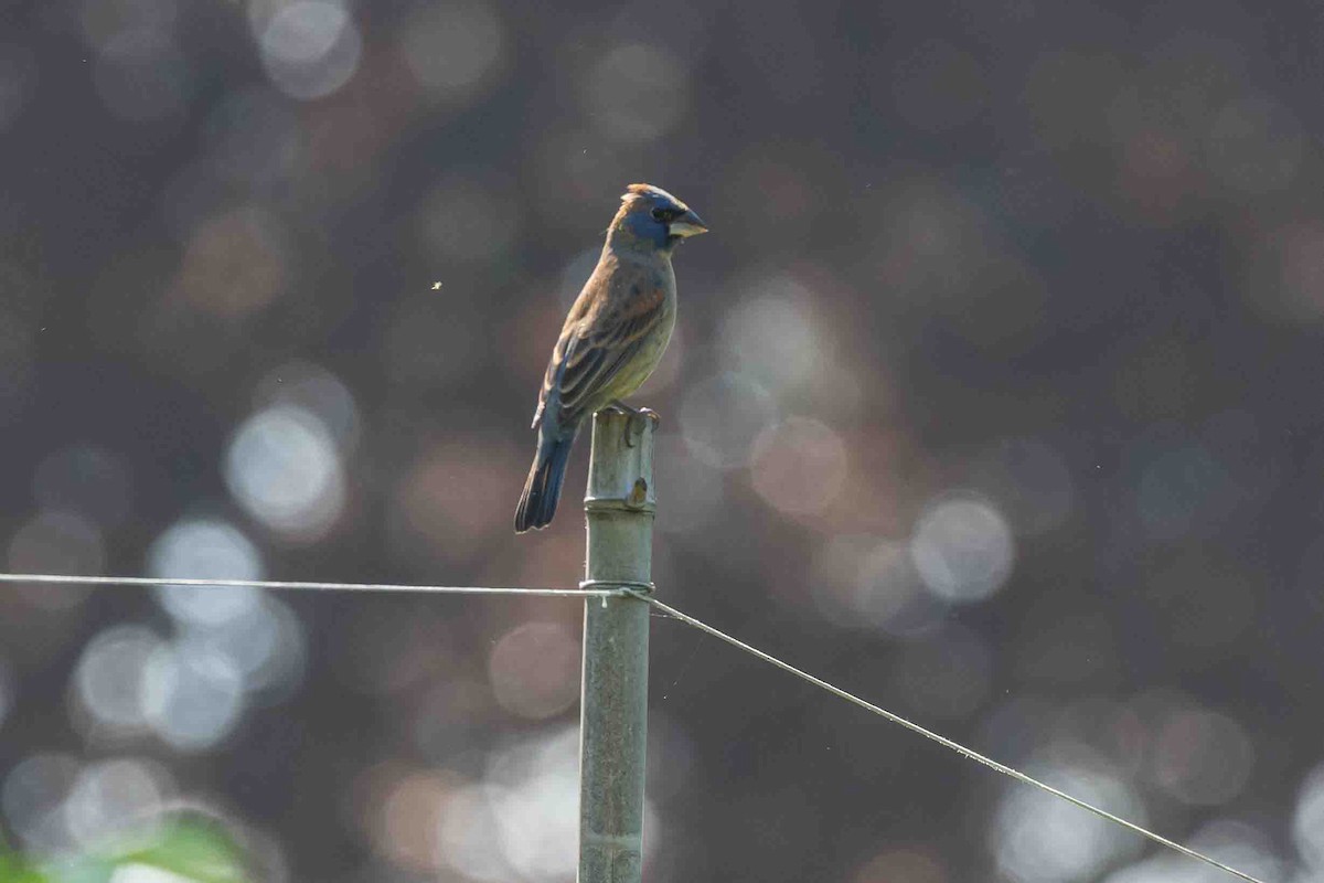 Blue Grosbeak - ML634953434
