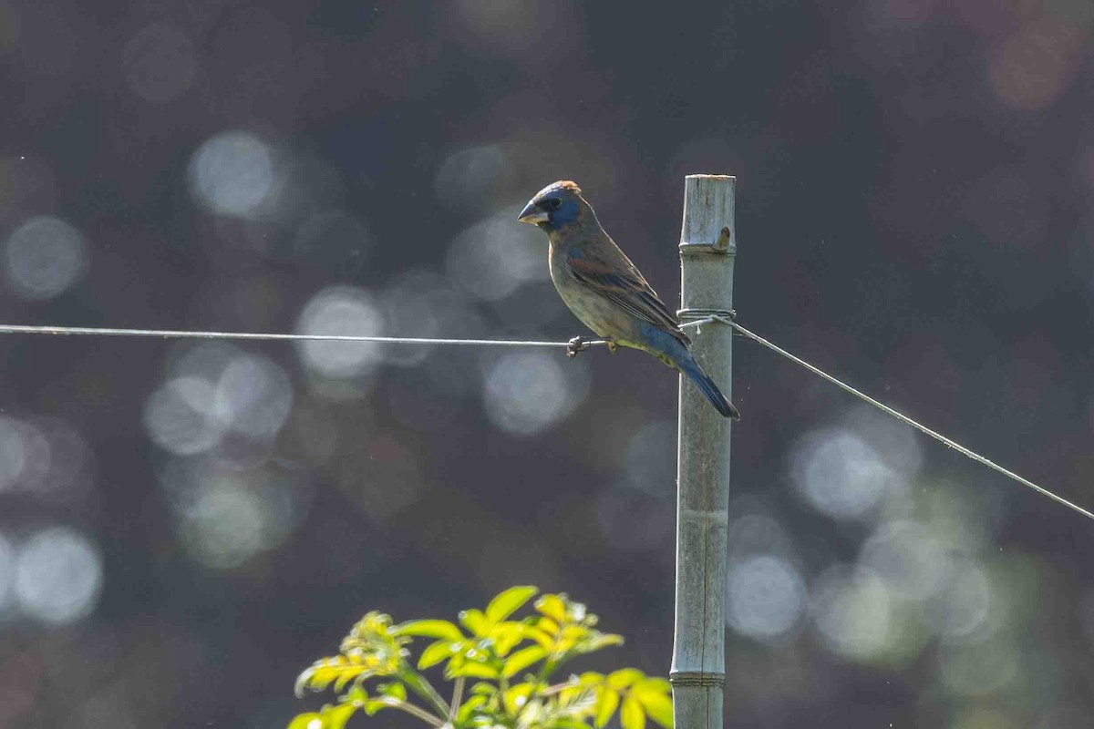 Blue Grosbeak - ML634953435