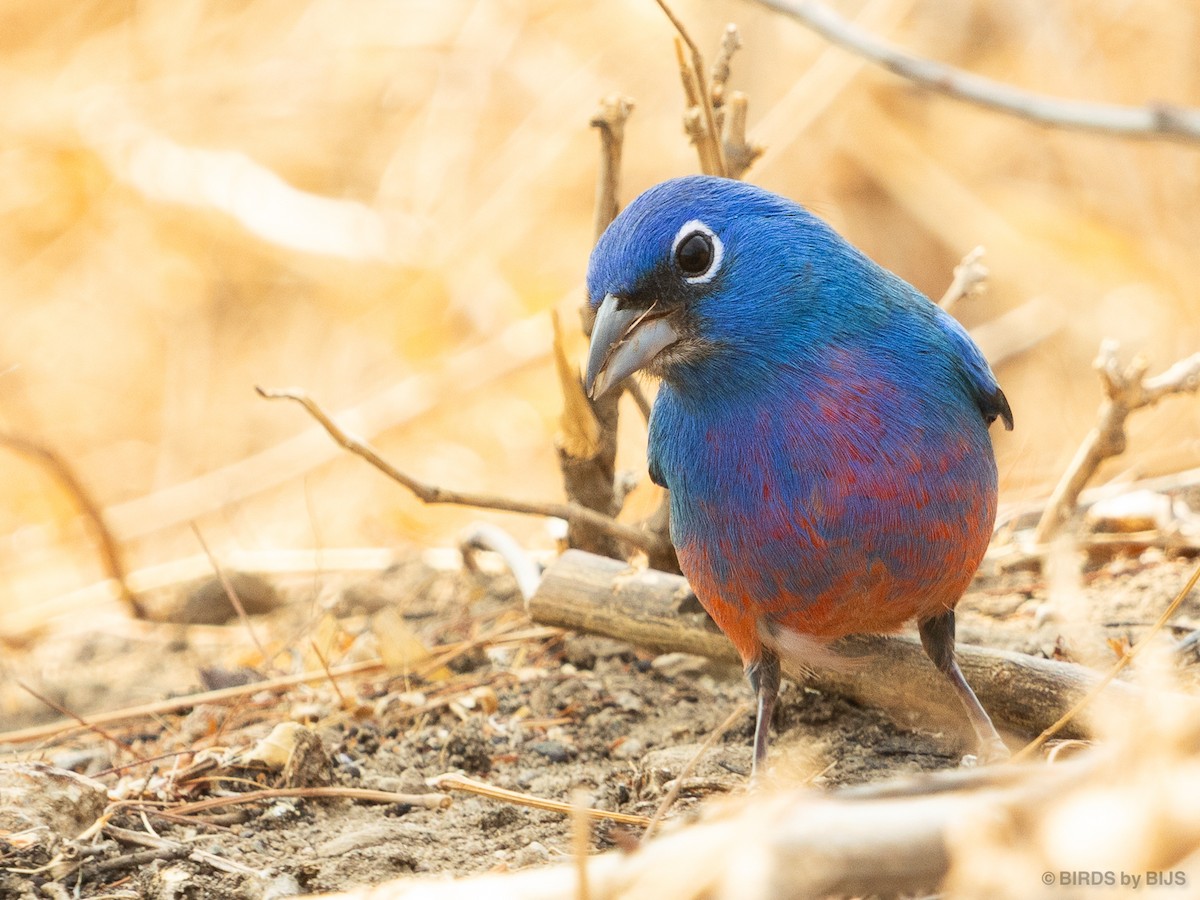 Rose-bellied Bunting - ML634953699