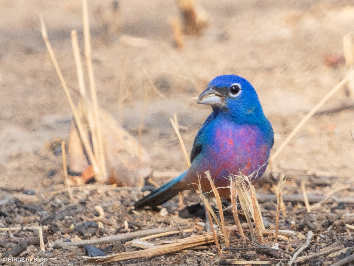 Rose-bellied Bunting - ML634953701