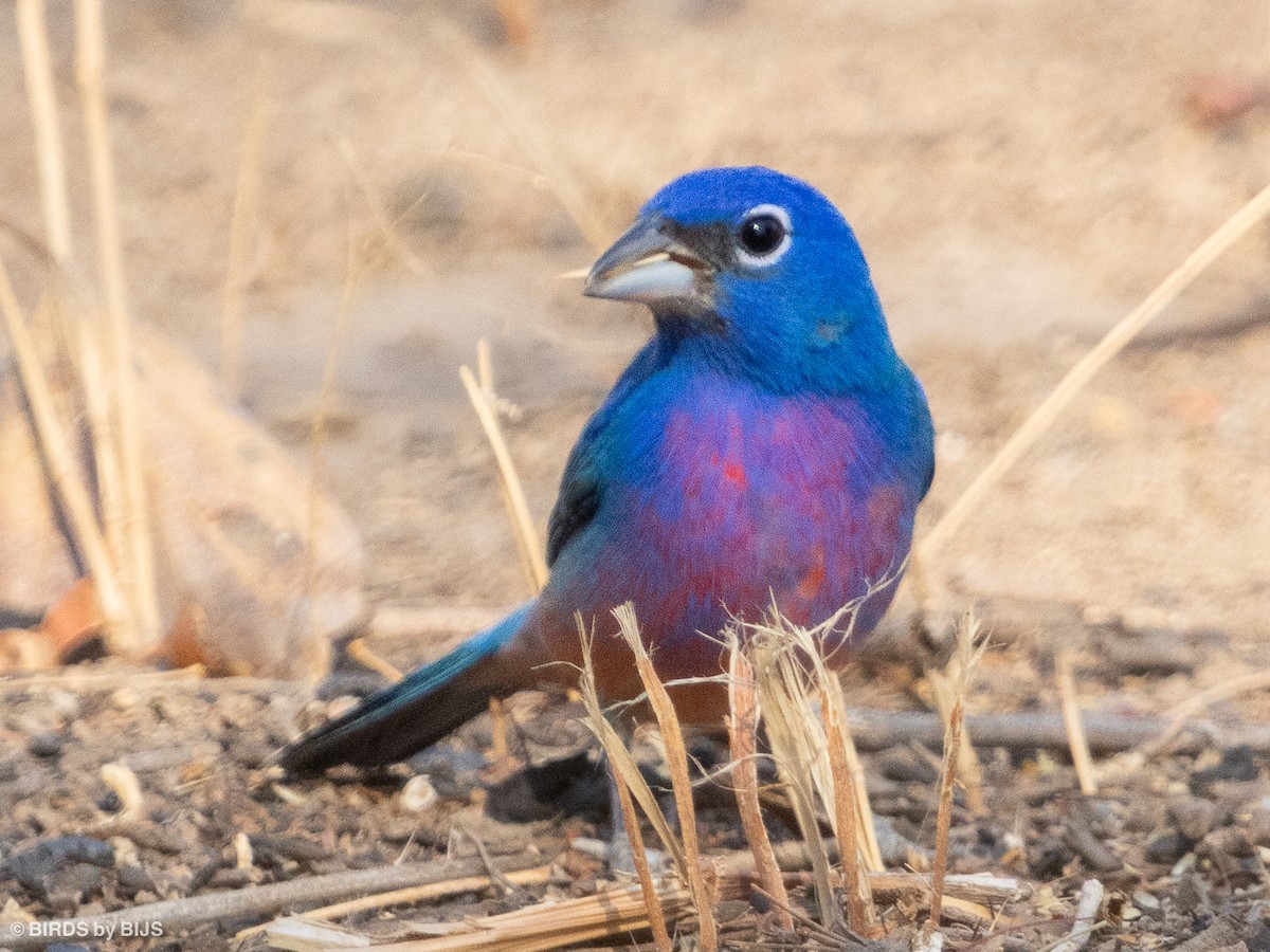 Rose-bellied Bunting - ML634953703