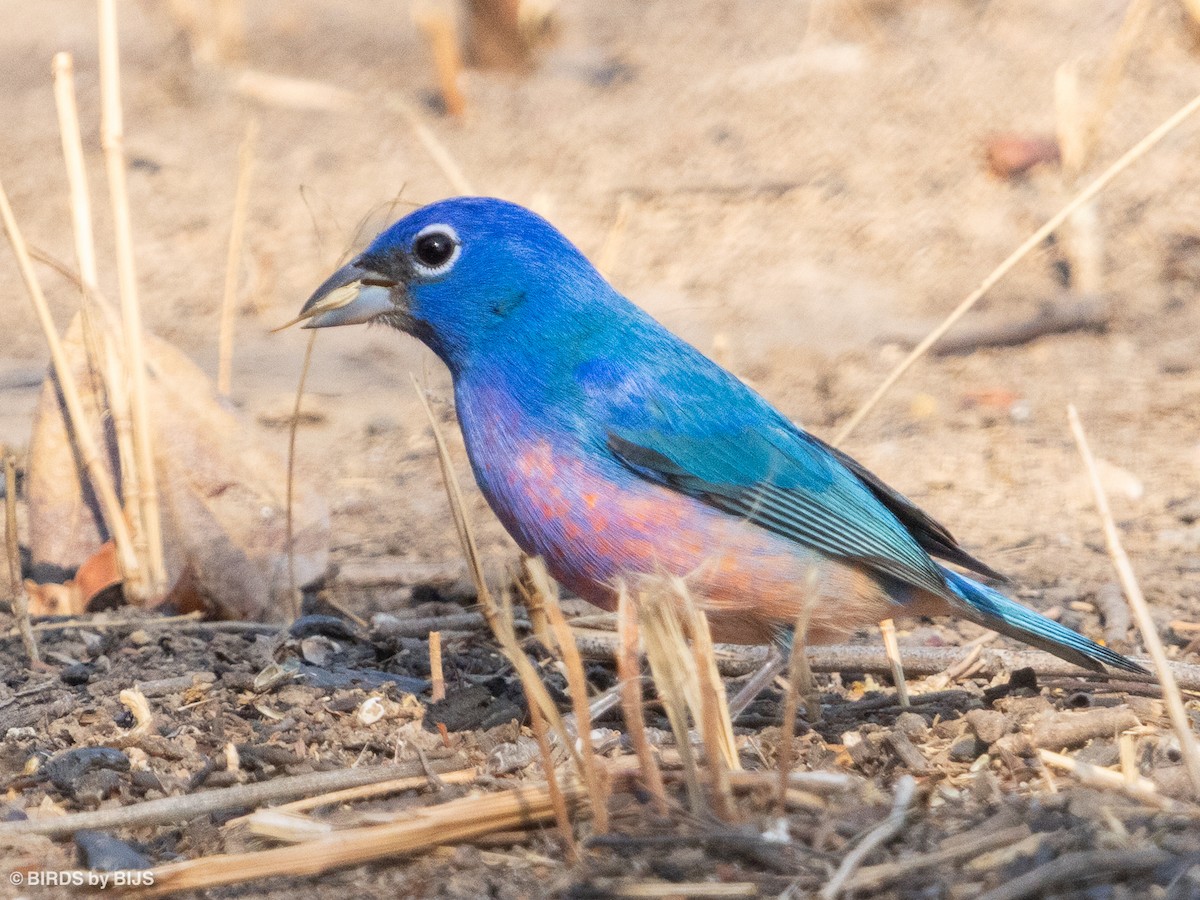 Rose-bellied Bunting - ML634953705
