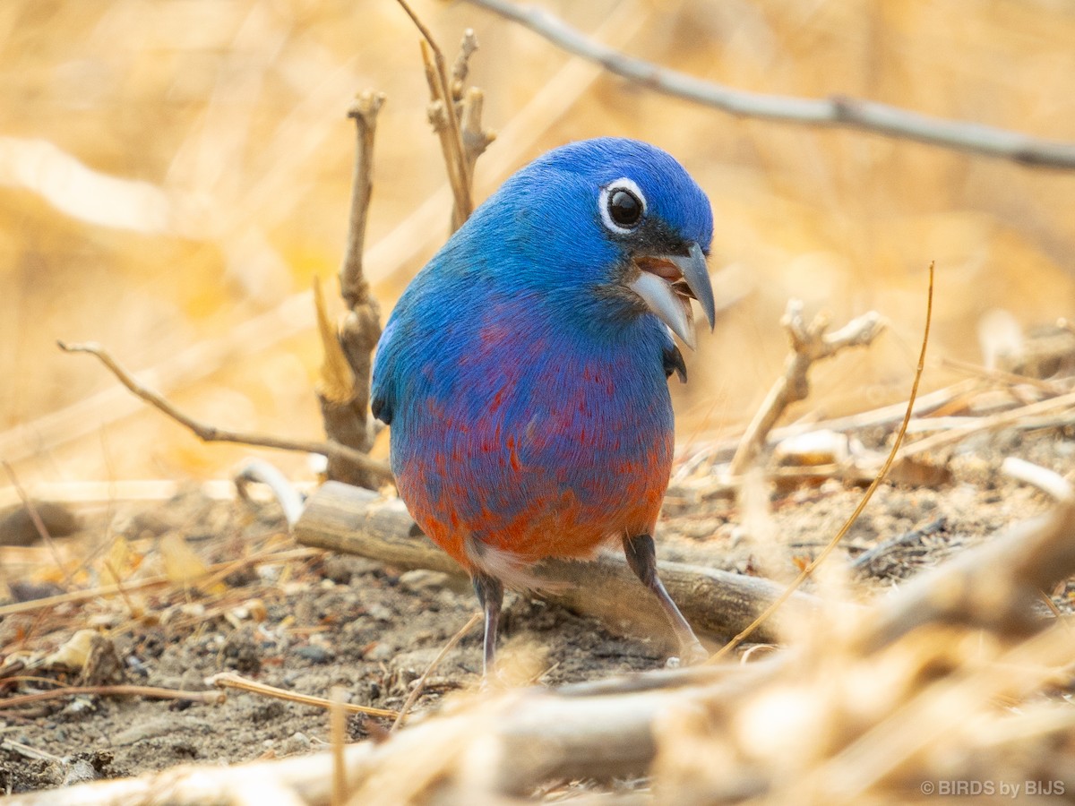 Rose-bellied Bunting - ML634953710