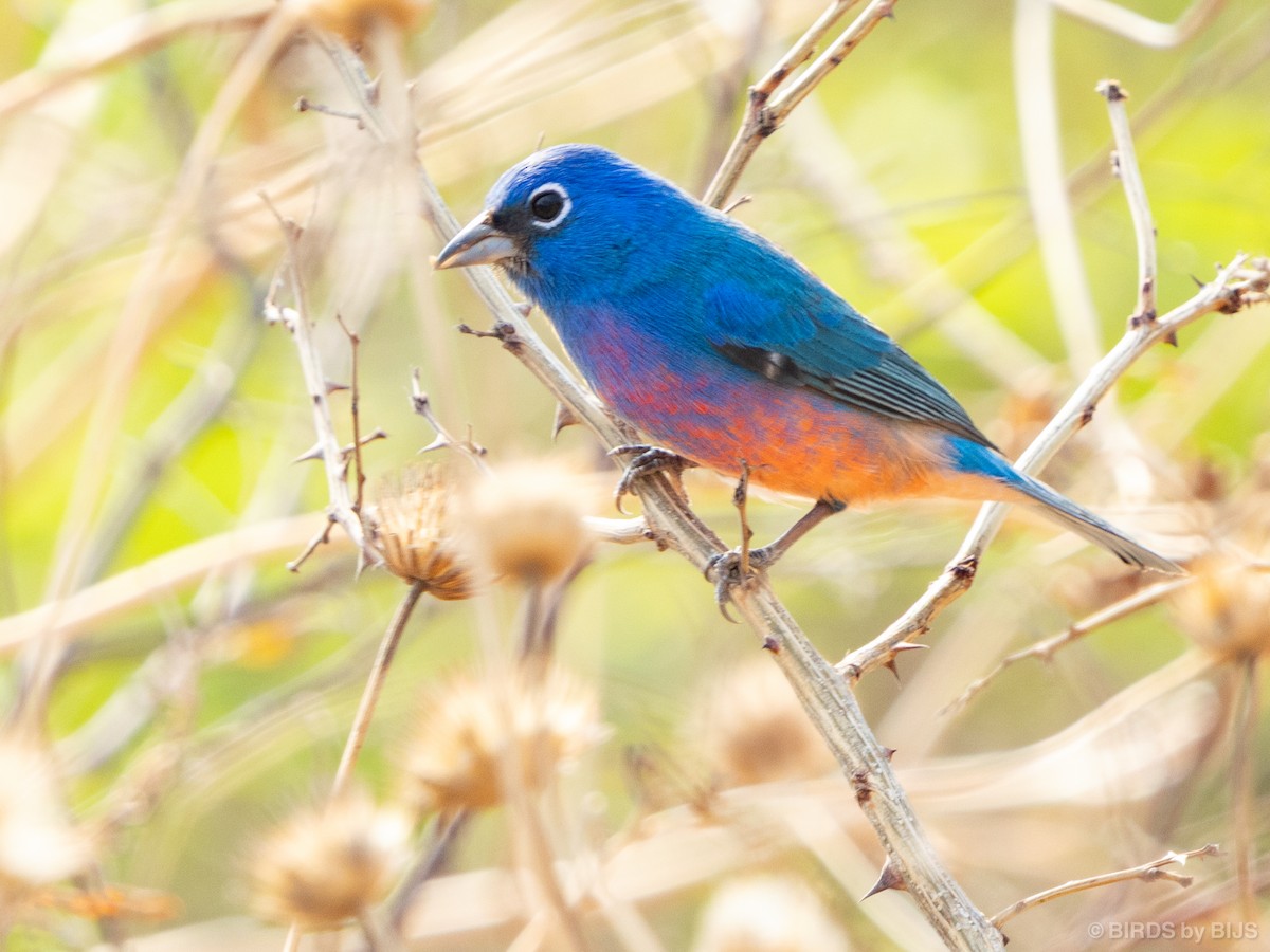 Rose-bellied Bunting - ML634953716