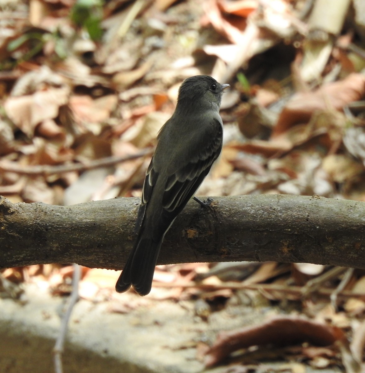 Western Wood-Pewee - ML634953793