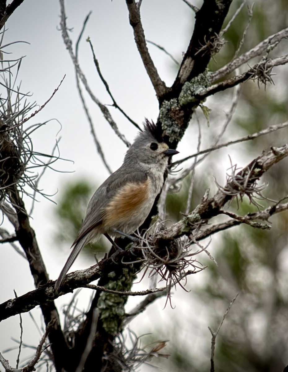 Black-crested Titmouse - ML634953800