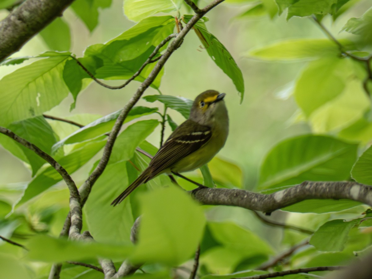 White-eyed Vireo - ML634953825