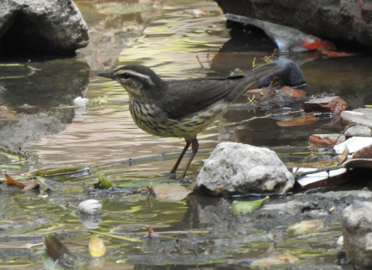 Northern Waterthrush - ML634953829