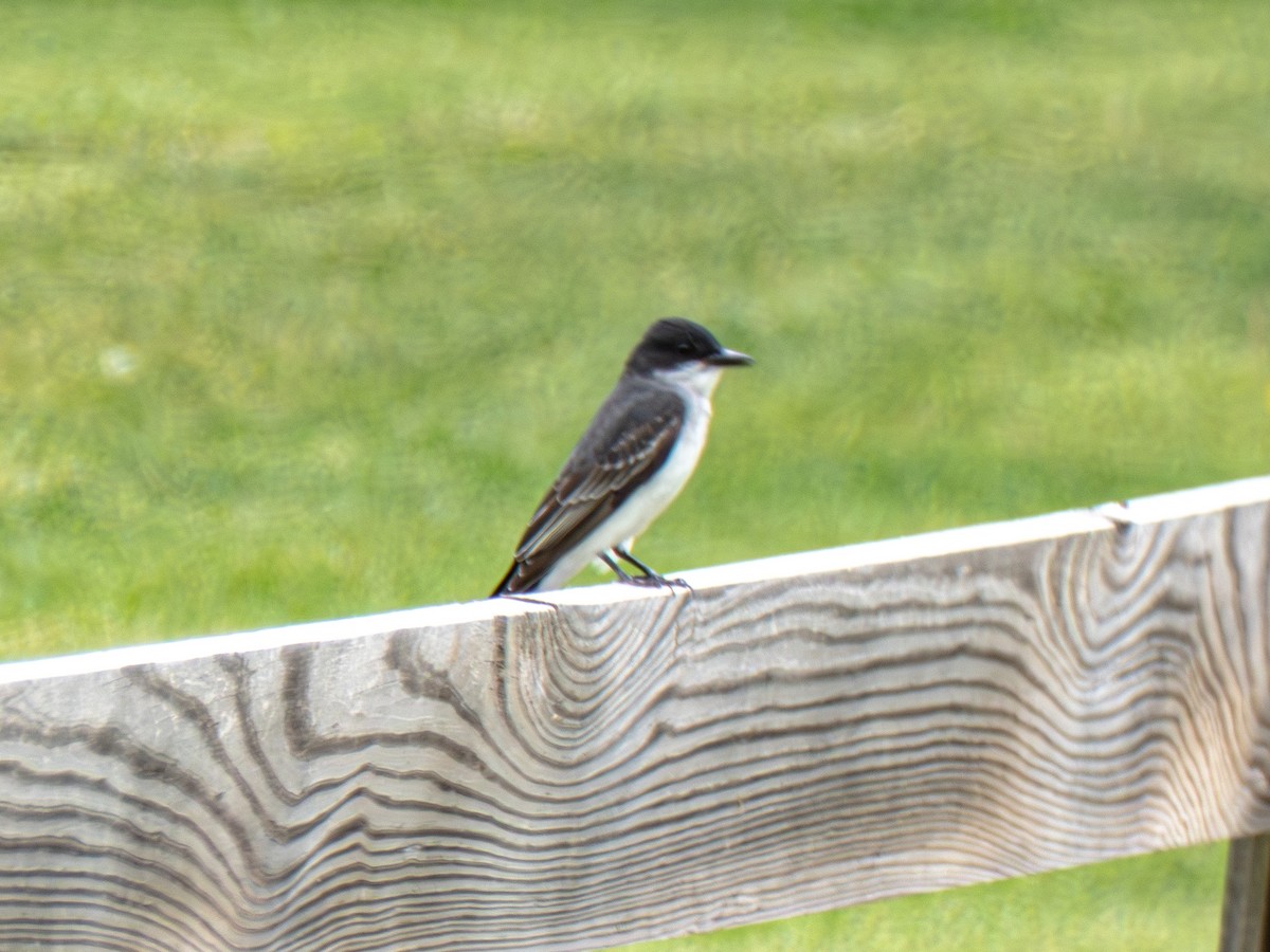 Eastern Kingbird - ML634953846