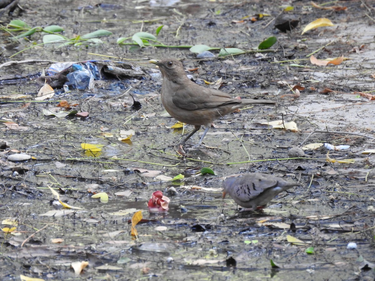 Clay-colored Thrush - ML634953920