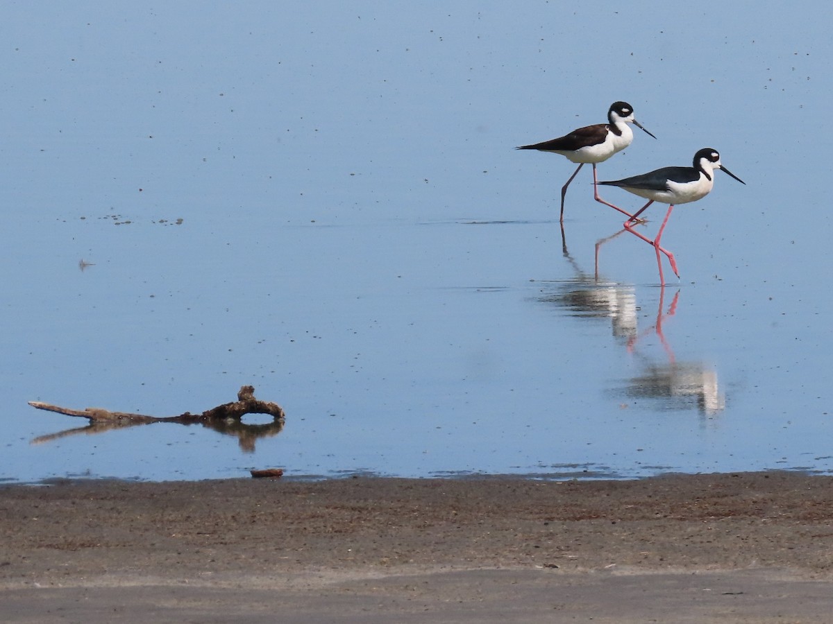 Black-necked Stilt - ML634954006