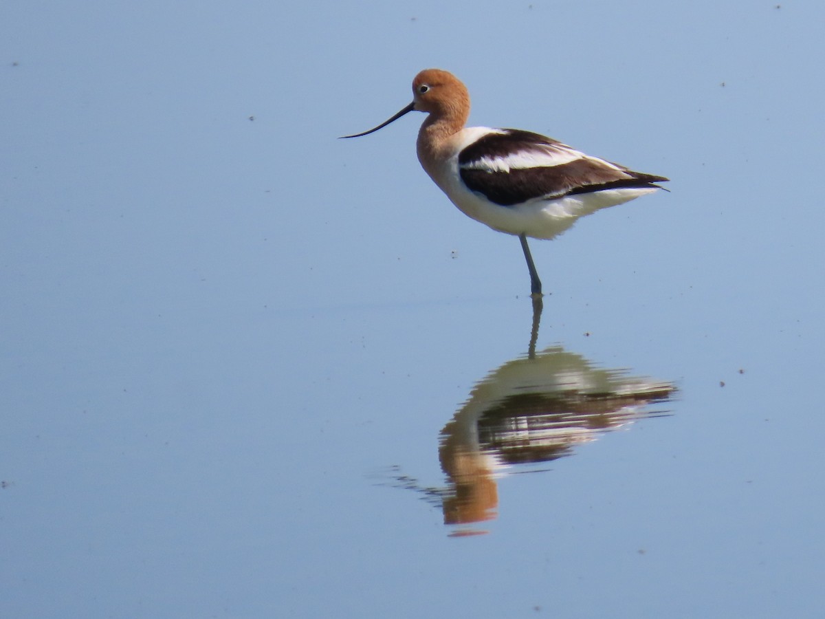 American Avocet - ML634954017