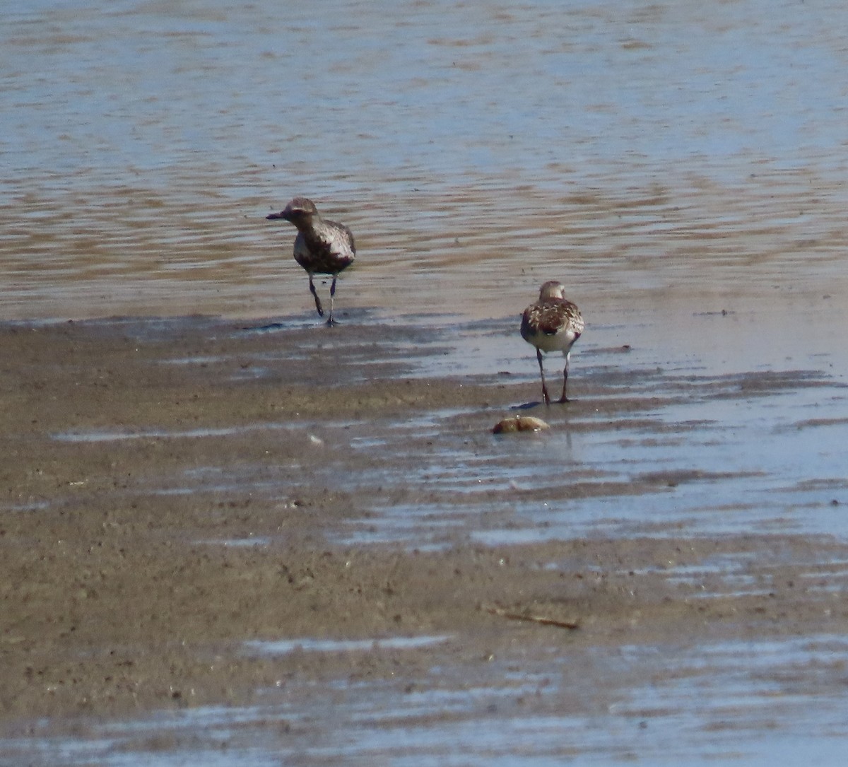 灰斑鴴 - ML634954031