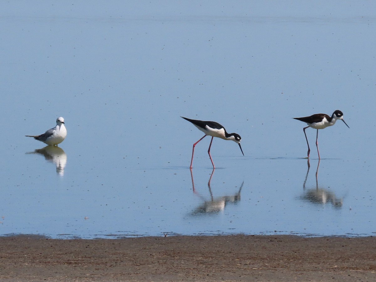 Bonaparte's Gull - ML634954050