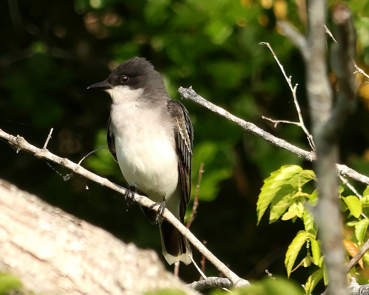 Eastern Kingbird - ML634954061
