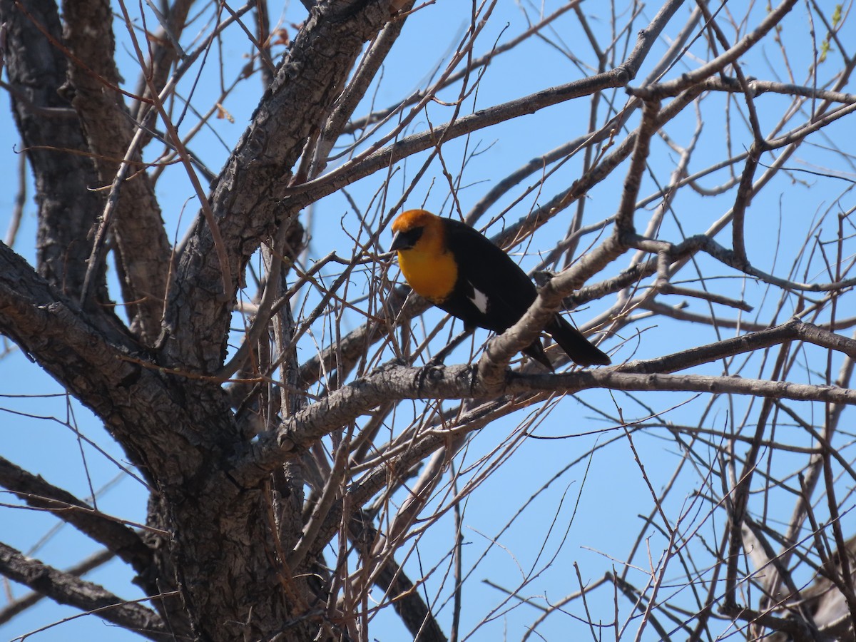 Yellow-headed Blackbird - ML634954083
