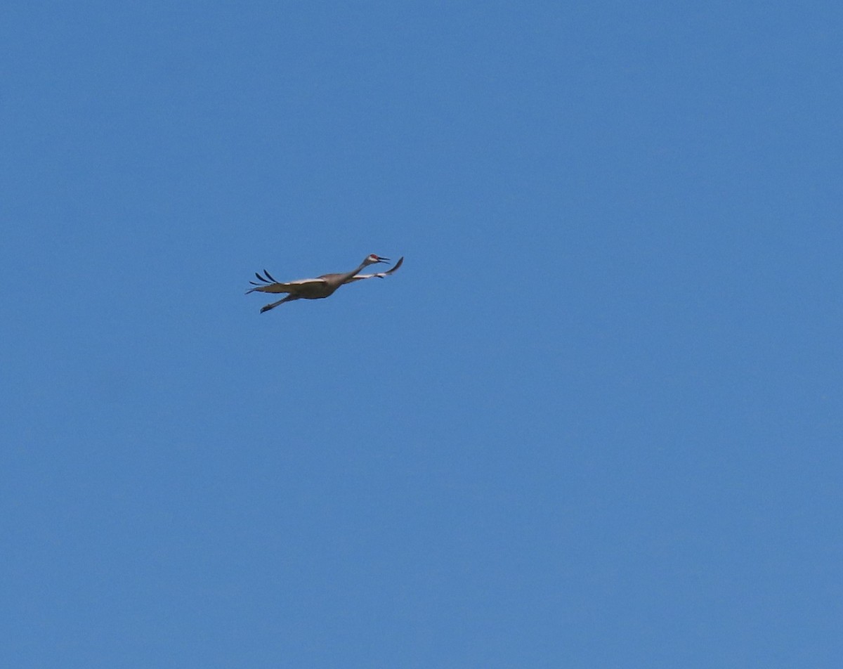 沙丘鶴 - ML634954219