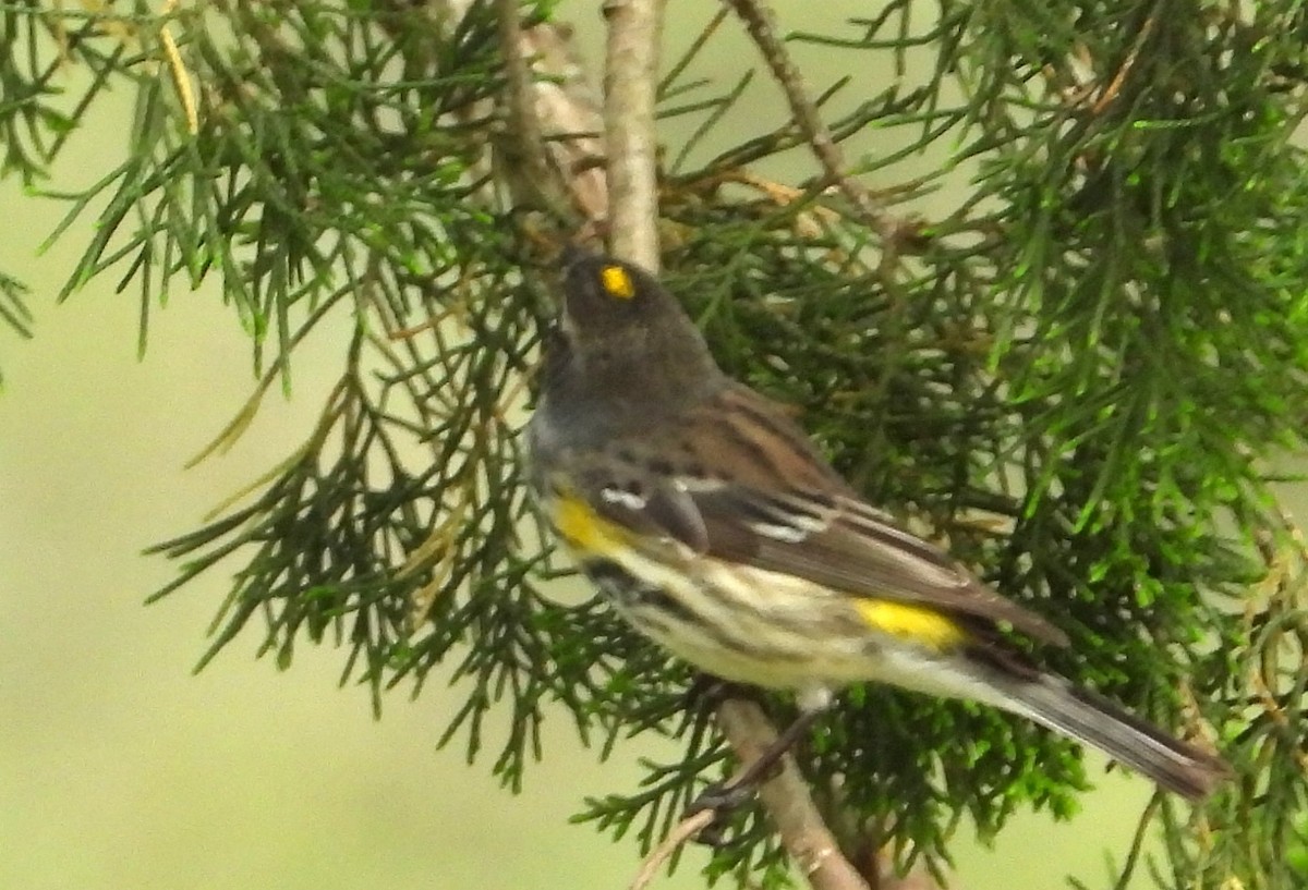 lesňáček žlutoskvrnný (ssp. coronata) - ML634954224