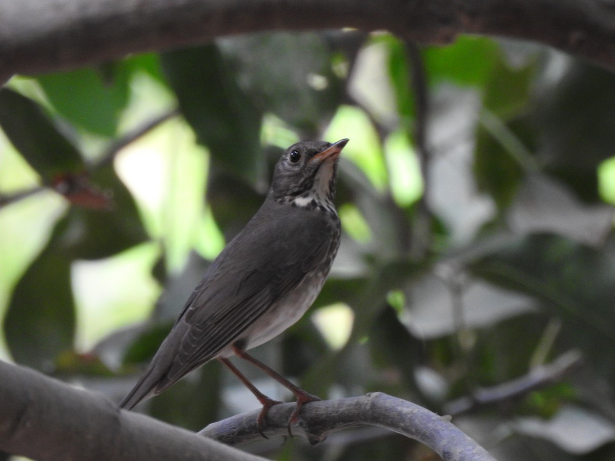 Gray-cheeked Thrush - ML634954240