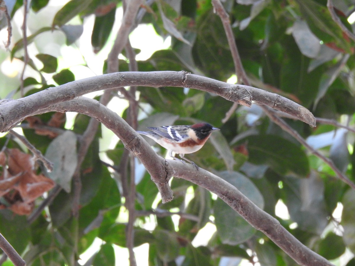 Bay-breasted Warbler - ML634954311