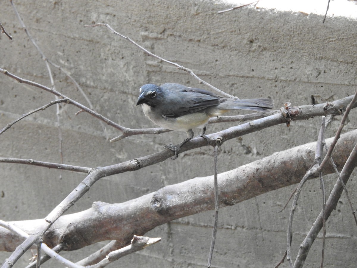 Olive-gray Saltator - ML634954361