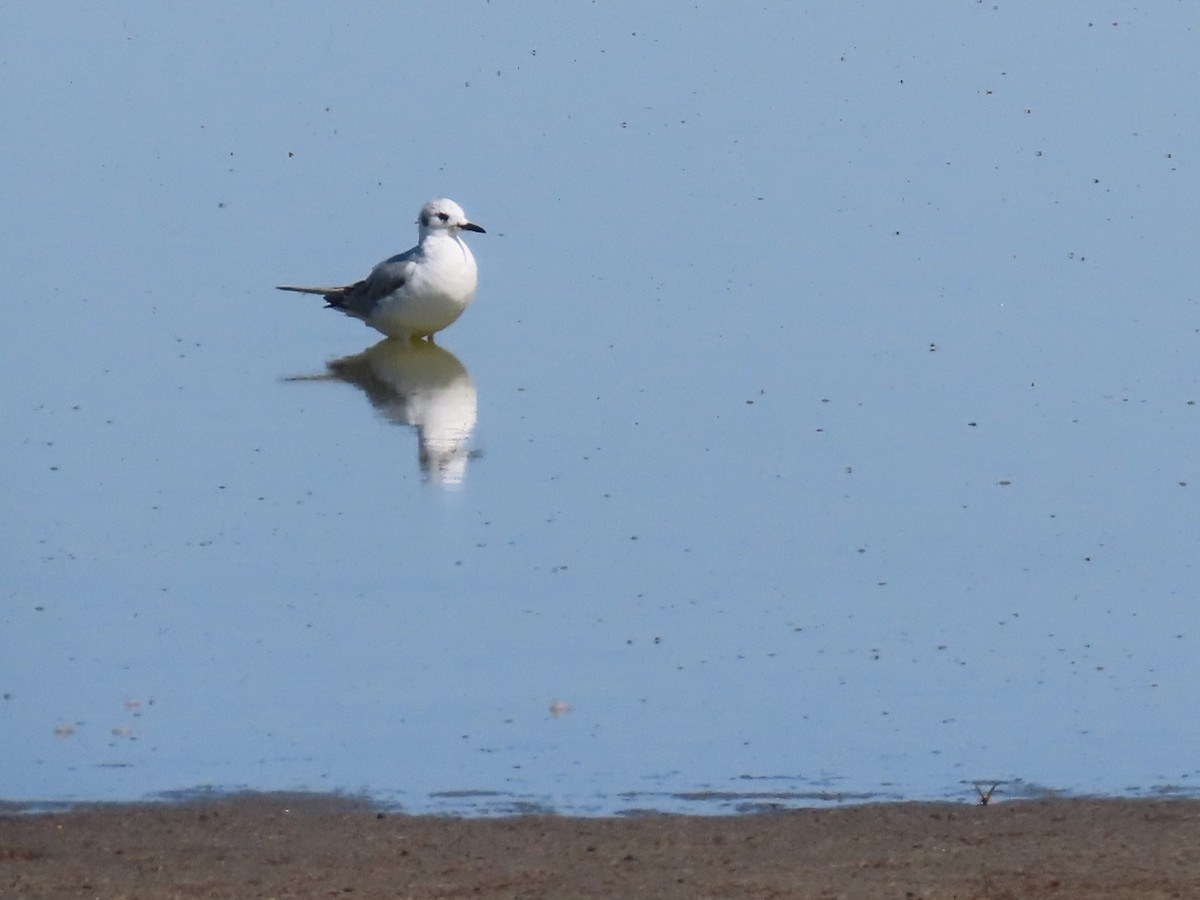 Bonaparte's Gull - ML634954389
