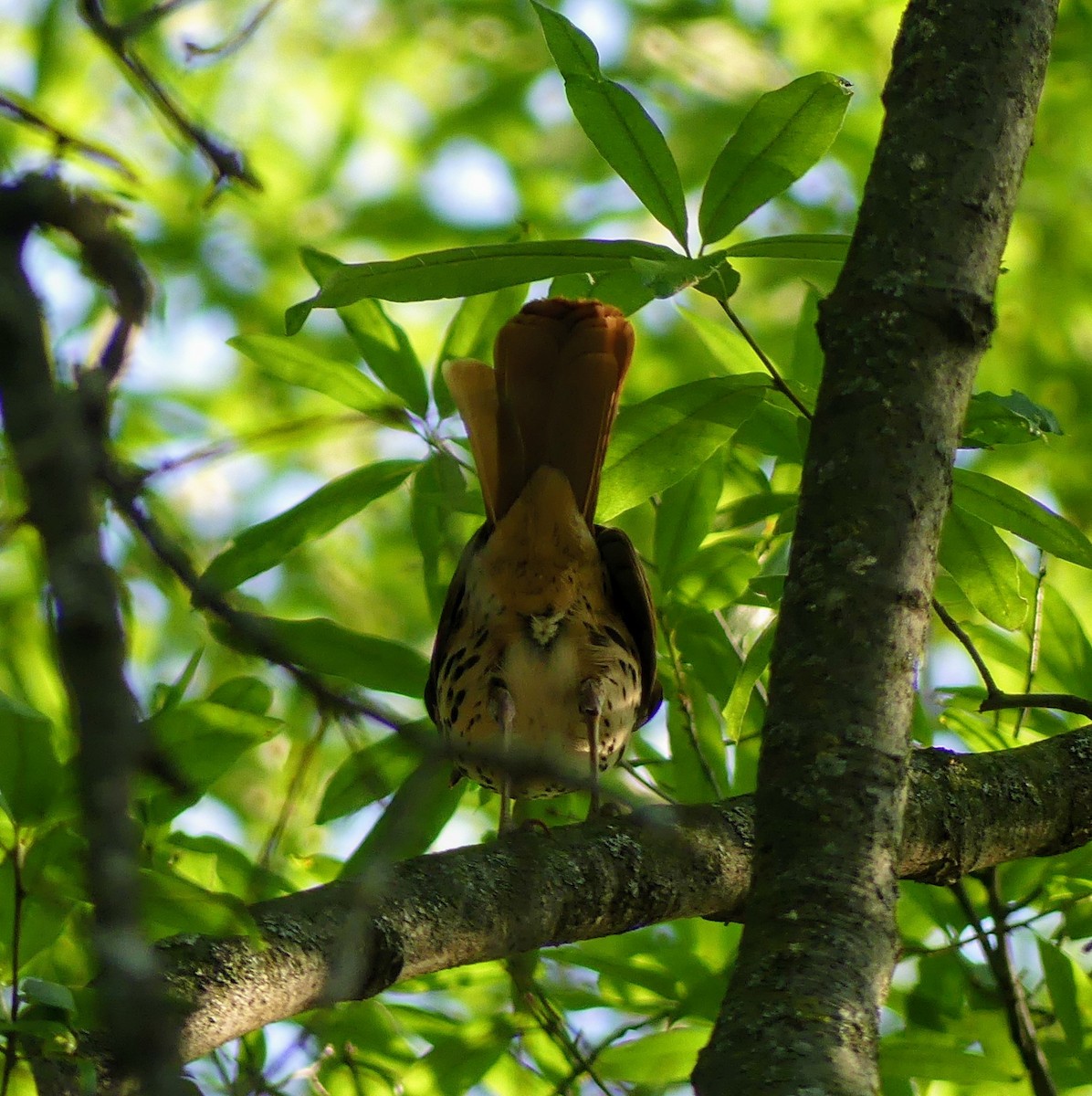 Brown Thrasher - ML634954426