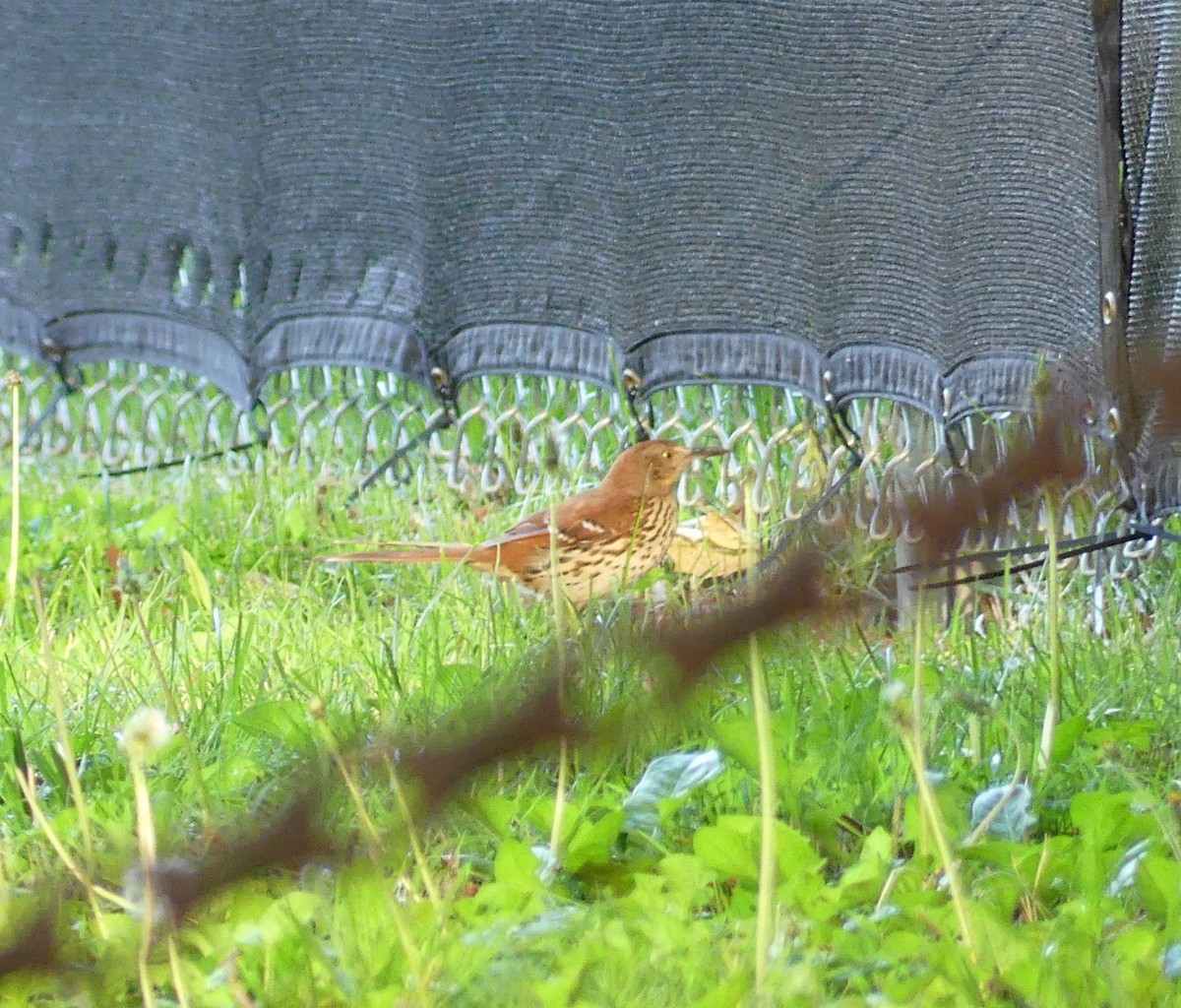 Brown Thrasher - ML634954427