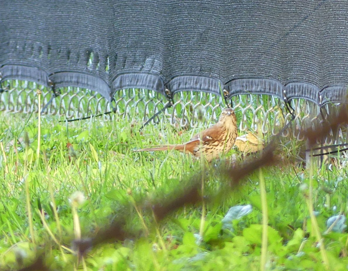 Brown Thrasher - ML634954429