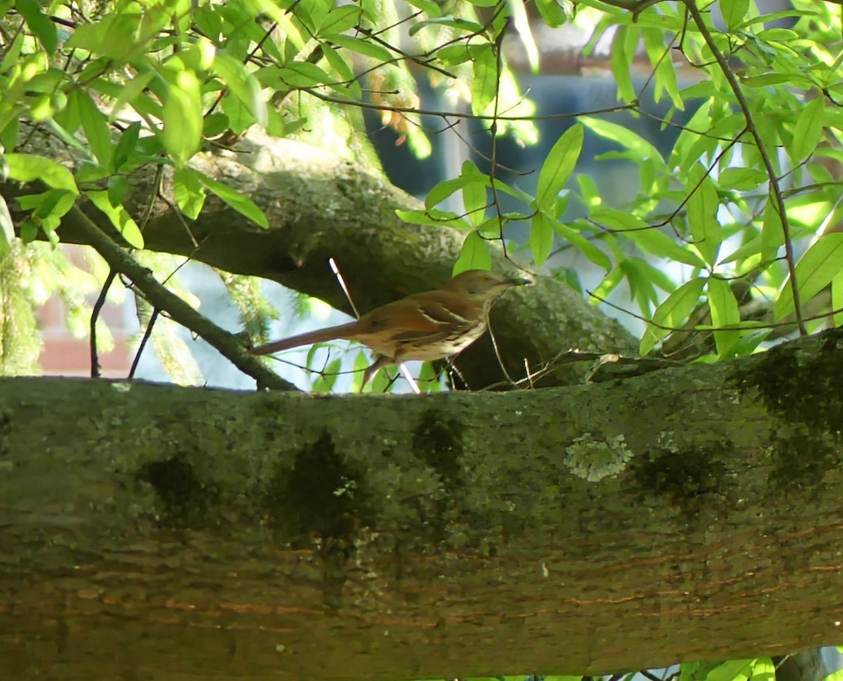 Brown Thrasher - ML634954430
