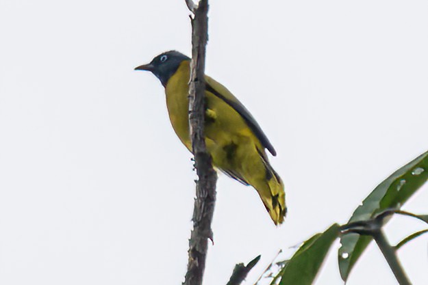 Black-headed Bulbul - ML634954478