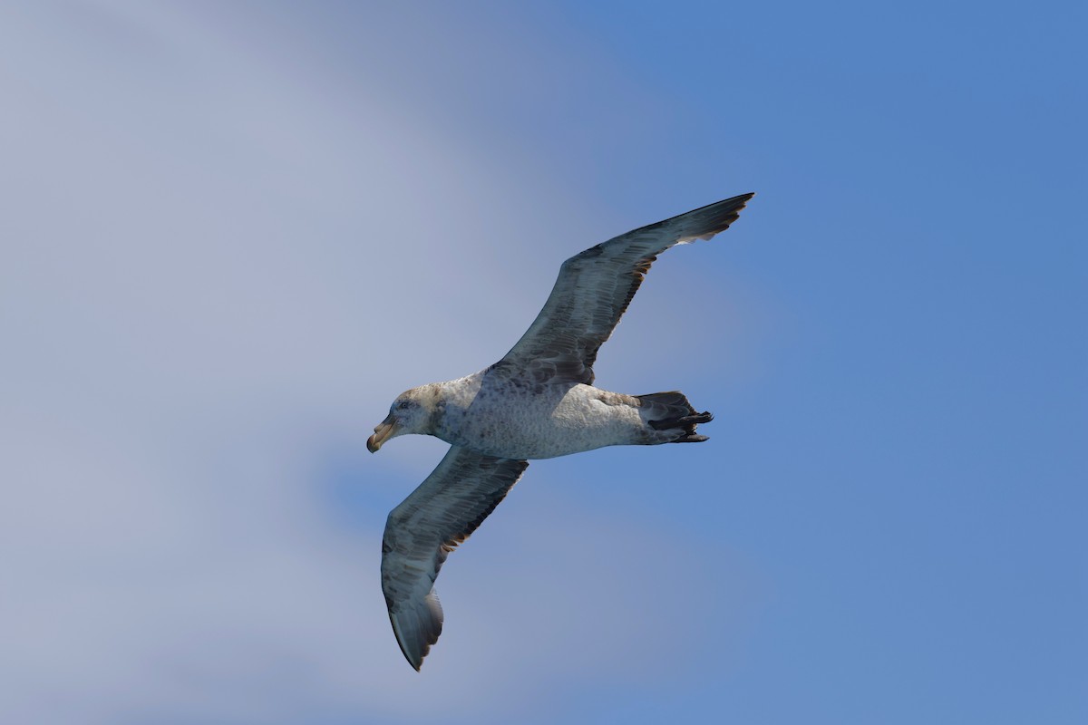 Northern Giant-Petrel - ML634954543