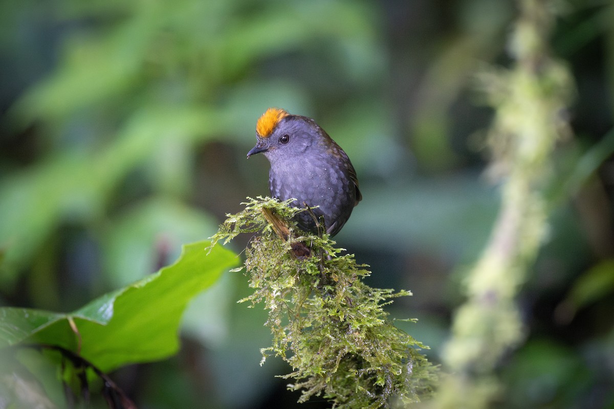 Wrenthrush - ML634954596