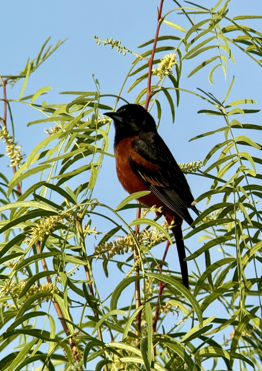 Orchard Oriole - ML634954642