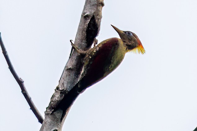 Crimson-winged Woodpecker - ML634954731
