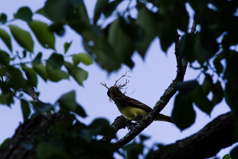 Great Crested Flycatcher - ML634954738