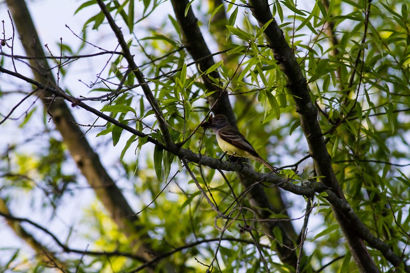 Great Crested Flycatcher - ML634954739