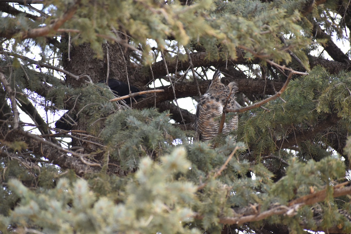 Great Horned Owl - ML634954771