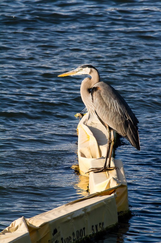 Great Blue Heron - ML634954776