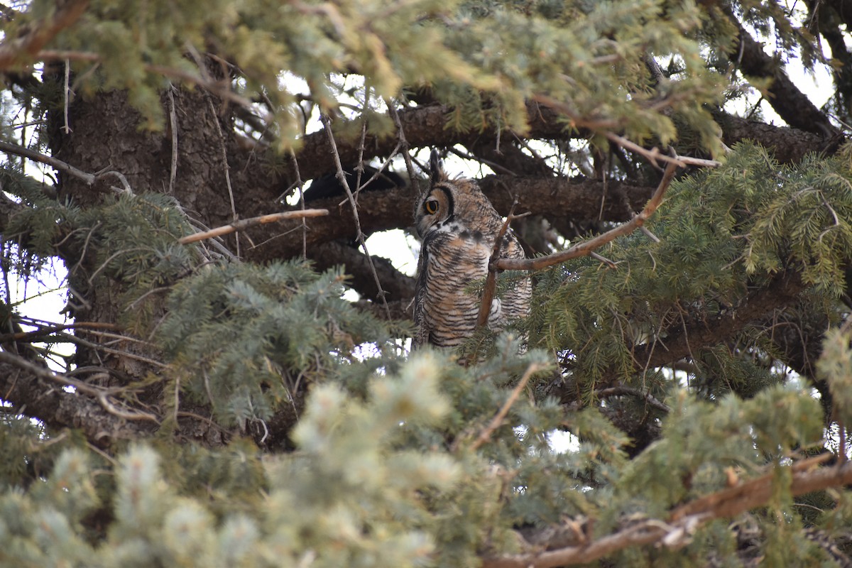 Great Horned Owl - ML634954799