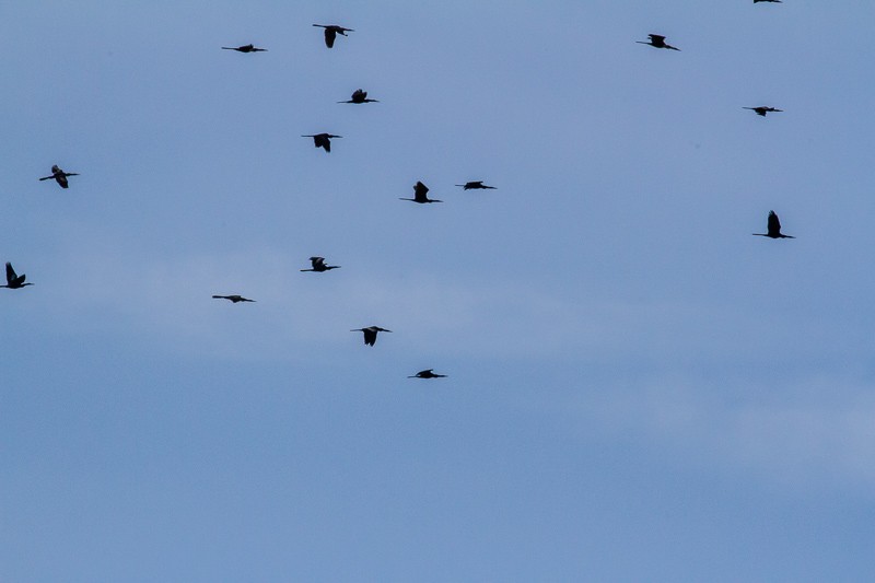 Anhinga - ML634954848