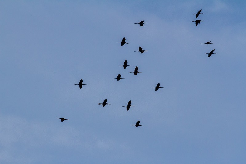 Anhinga - ML634954849