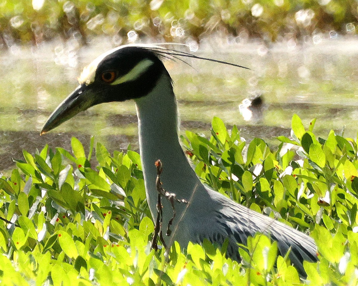 Yellow-crowned Night Heron - ML634954871