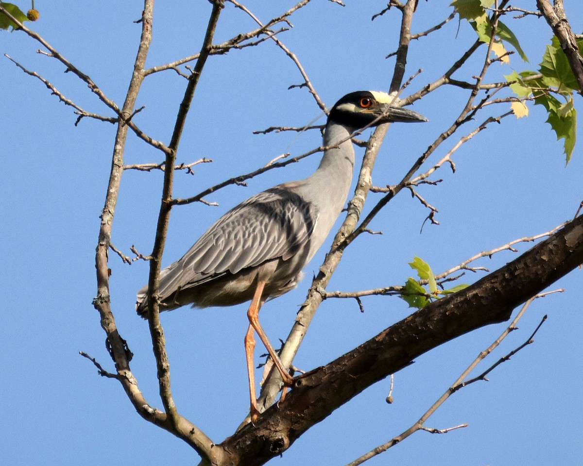 Yellow-crowned Night Heron - ML634954872