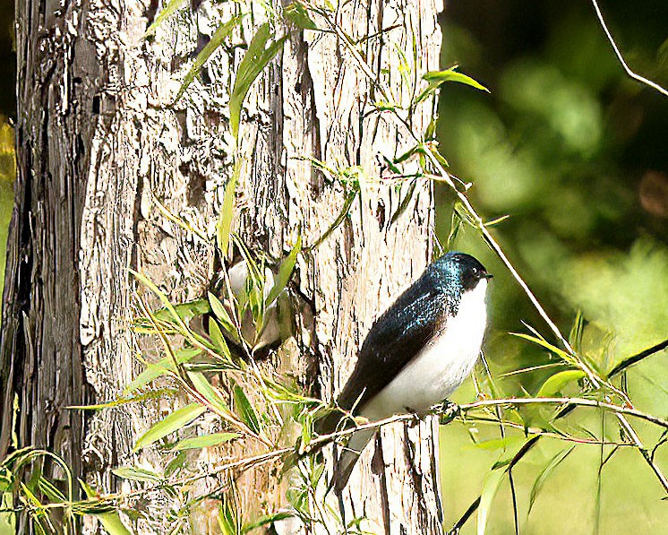 Tree Swallow - ML634954900