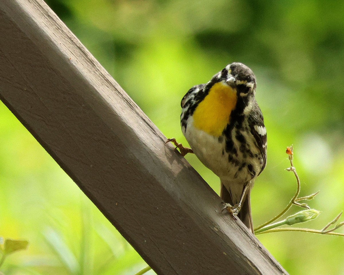 Yellow-throated Warbler - ML634954929