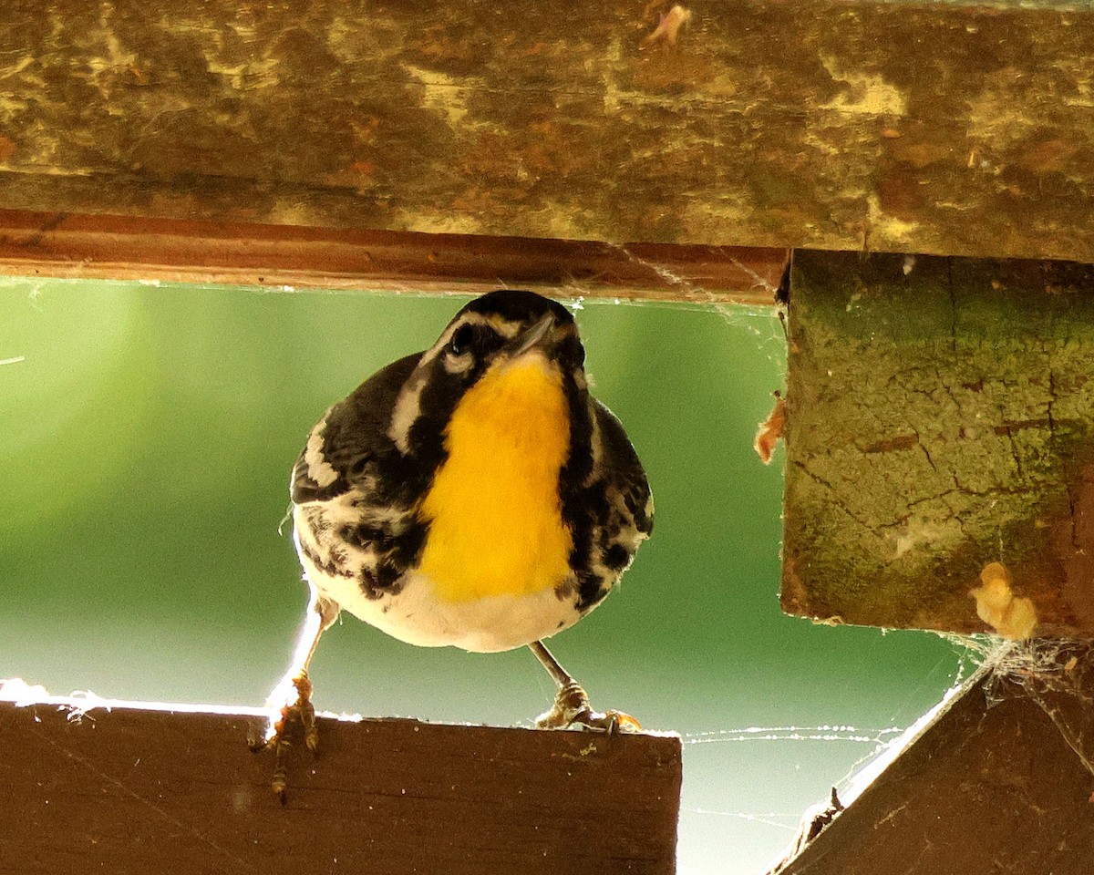 Yellow-throated Warbler - ML634954930