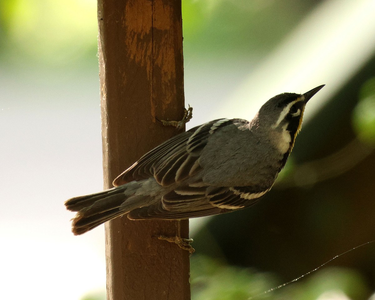 Yellow-throated Warbler - ML634954931