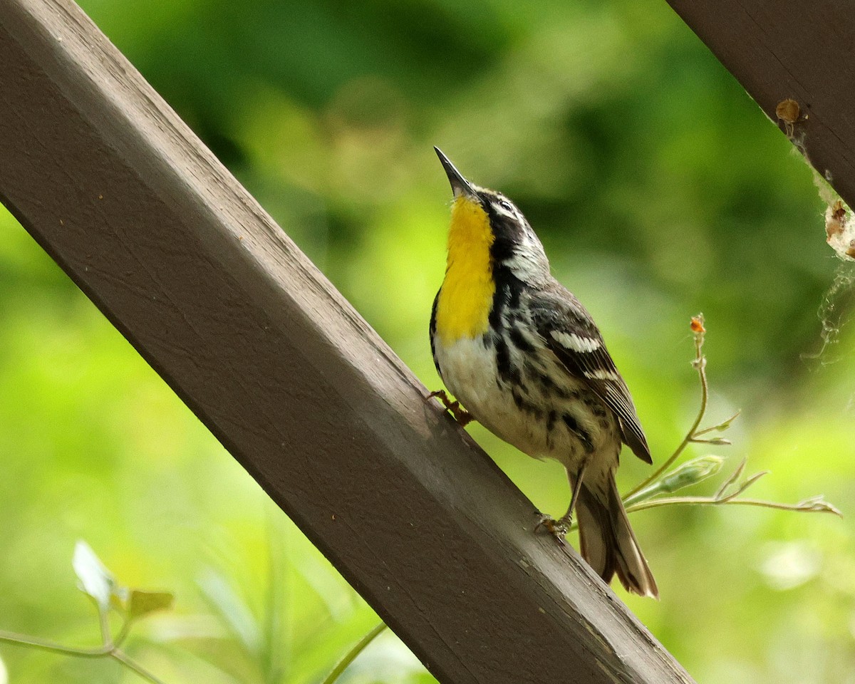 Yellow-throated Warbler - ML634954932